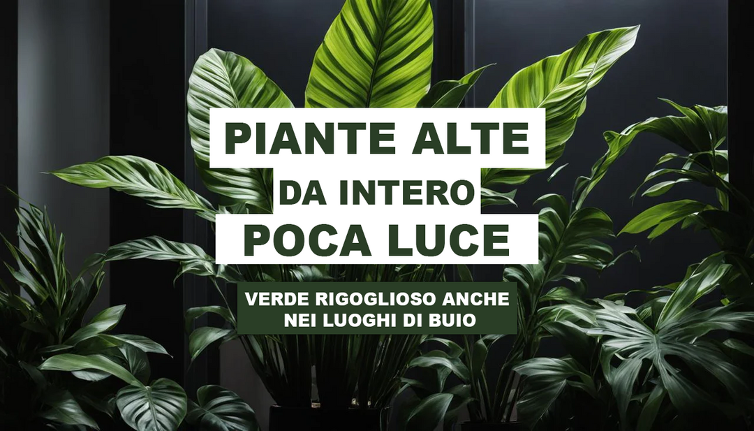 Supporto Per Piante Da Interno Con Luce Crescente, Confezione Supporto Per Piante Da Interno Con Luce Crescente, Confezione