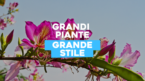 Piante Alto Fusto: Eleganza e Imponenza per il Tuo Giardino