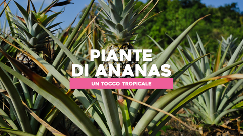 Piante Ananas Foto: Bellezza Tropicale nel Tuo Spazio