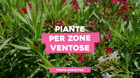 Piante Anemofile: Adatte a Luoghi Ventosi per un Giardino Protetto