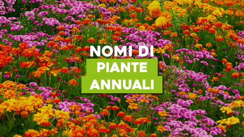 Piante Annuali Nomi: Trova le Specie Perfette per il Tuo Giardino