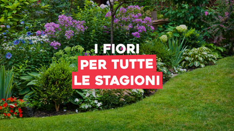 Piante con Fioritura Prolungata: Continua Ammirazione e Fioriture Durature