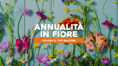 Piante Annuali da Balcone: Colori e Varietà per il Tuo Spazio
