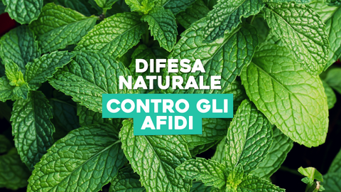 Piante Anti Afidi: Proteggi il Tuo Giardino in Modo Naturale