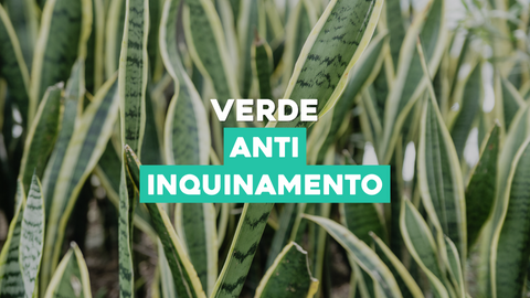 Piante Anti Inquinamento Domestico: Purifica l'Aria con il Verde