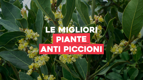 Piante Anti Piccioni: Proteggi il Tuo Spazio da Invadenze Indesiderate