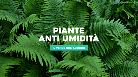 Piante Anti Umidità: Soluzioni Naturali per Luoghi Umidi