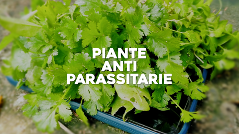Piante Antiparassitarie: Proteggi il Tuo Giardino con Soluzioni Naturali