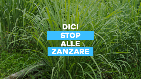 Piante Antizanzare Funzionano: Scopri le Specie più Efficaci