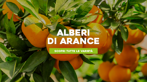 Piante Arance Vendita: Dove Trovare le Migliori Varietà