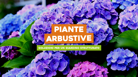 Piante Arbustive: Soluzioni Pratiche per un Giardino Strutturato