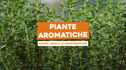 Piante Aromatiche Nomi: Scopri e Impara a Conoscere le Specie