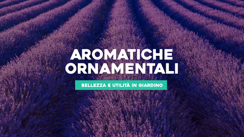 Piante Aromatiche Ornamentali: Bellezza e Funzionalità nel Tuo Giardino