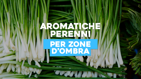 Piante Aromatiche Perenni Ombra: Aromi Freschi anche all'Ombra