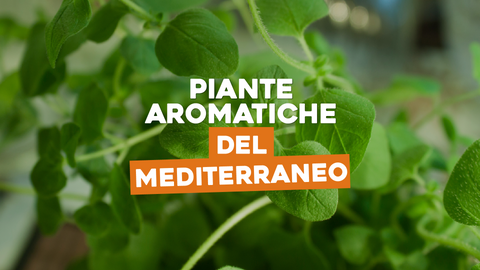 Piante Aromatiche della Macchia Mediterranea: Scopri i Segreti del Mediterraneo