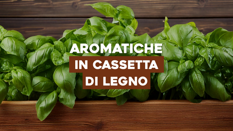 Piante Aromatiche in Cassetta di Legno: Stile Rustico e Aromi Freschi