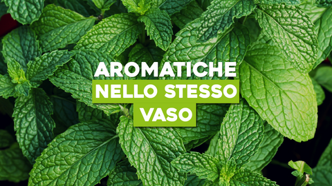 Piante Aromatiche nello Stesso Vaso: Un Giardino di Aromi Compatto