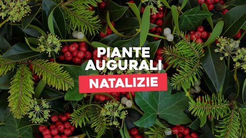 Piante Augurali Natalizie: Regali che Fioriscono durante le Feste