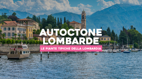 Piante Autoctone Lombarde Elenco: Scopri le Specie Tipiche della Lombardia