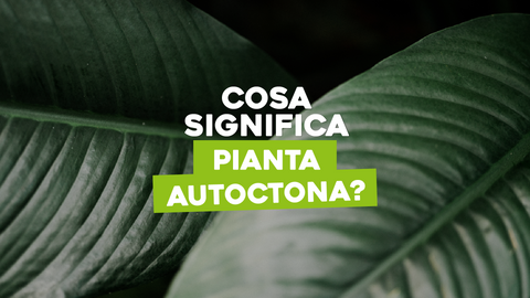 Piante Autoctone Significato: Scopri l'Importanza della Biodiversità Locale