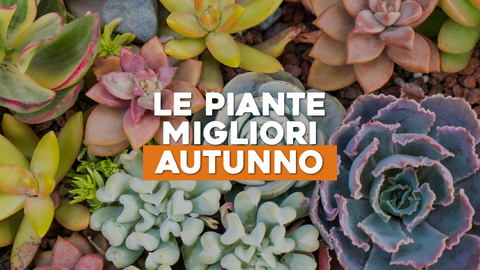 Piante Autunnali Giardinaggio: la Flora Migliore per il Tuo Giardino Autunnale