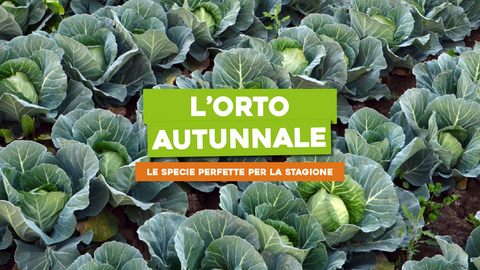 Piante Autunnali Orto: Colleziona le Specie Perfette per la Stagione