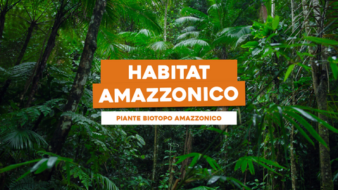 Piante Biotopo Amazzonico: Verde che Ricrea l'Habitat Amazzonico