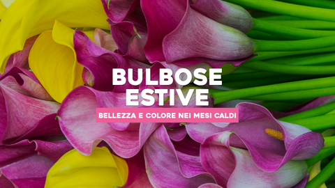Piante Bulbose Estive: Fioriture Splendide per la Stagione Calda