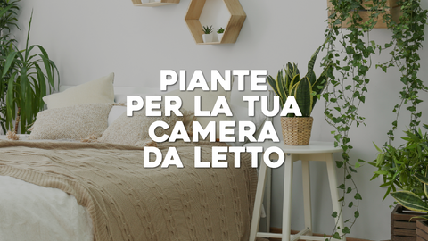 Piante Camera da Letto: Creare un'Atmosfera Rilassante con il Verde