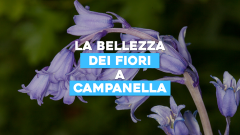 Piante Campanula: Delicatezza e Bellezza nei Fiori a Campanella