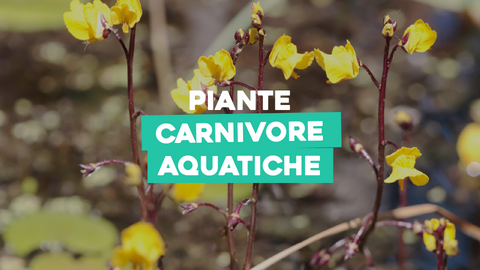 Piante Carnivore Acquatiche: Un Mondo Affascinante di Piante Mangia-Insetti Acquatiche