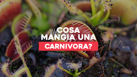 Piante Carnivore Cosa Mangiano: Un Viaggio nella Dieta Insolita delle Piante Mangia-Insetti