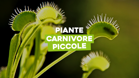 Piante Carnivore Piccole: Le Miniature Affascinanti del Mondo Predatore