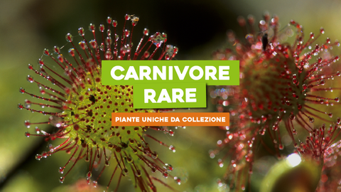 Piante Carnivore Rare: Colleziona le Specie più Inusuali e Affascinanti