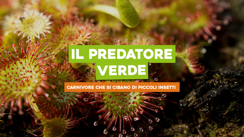 Piante Carnivore che si Cibano di Piccoli Insetti: Il Fascino del Predatore Verde