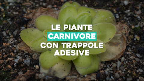 Piante Carnivore con Trappole Adesive: Meccanismi Ingegnosi di Cattura