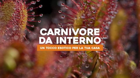 Piante Carnivore da Appartamento: Aggiungi un Tocco Esotico alla Tua Casa