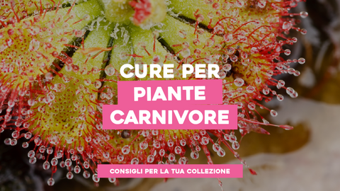 Piante Carnivore Cura: I Consigli Essenziali per la Tua Collezione