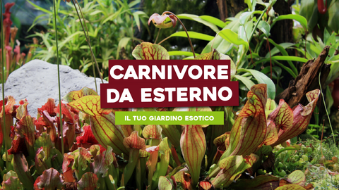 Piante Carnivore da Esterno: Creare un Giardino Esotico e Affascinante