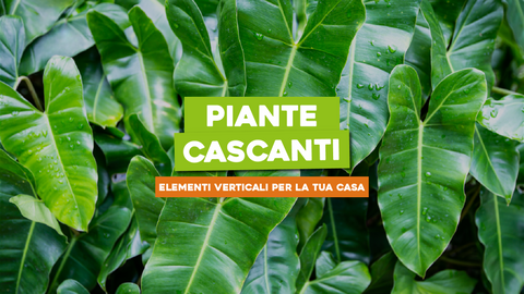 Piante Cascanti: Aggiungi Elementi Verticali con le Piante che Cadono