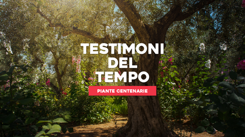 Piante Centenarie: Testimoni del Tempo nel Tuo Giardino