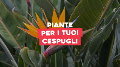 Piante Cespuglio: Versatilità e Bellezza nelle Piante dal Portamento Arbustivo