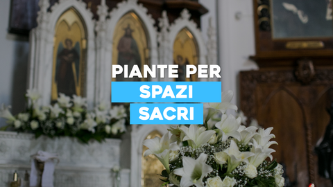 Piante Chiese: Il Verde come Elemento Decorativo e Spirituale