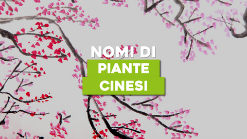 Piante Cinesi Nomi: Scopri i Nomi e i Significati delle Piante della Cultura Cinese
