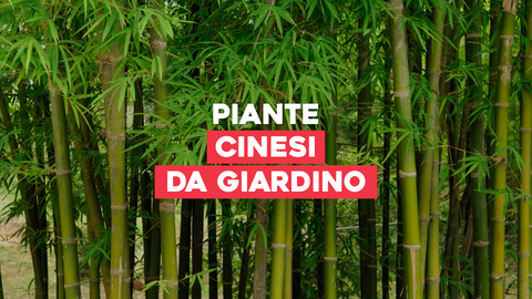 Piante Cinesi da Giardino: Esplora la Bellezza delle Piante Tradizionali
