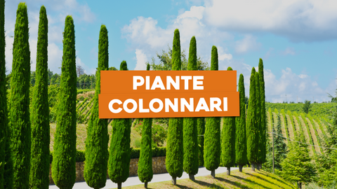 Piante Colonnari: Eleganza Verticale per il Tuo Giardino