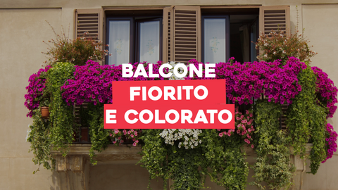 Piante Colorate da Balcone: Creare un Balcone Vivace e Colorato