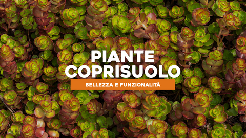 Piante Coprisuolo: Bellezza e Funzionalità a Livello del Terreno
