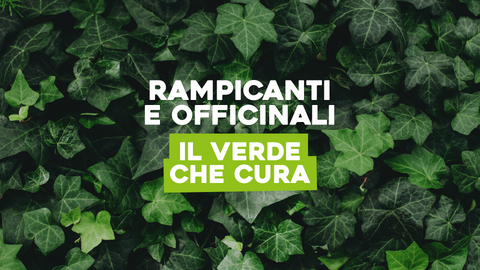 Piante Erbacee Rampicanti e Medicinali: Bellezza e Benefici in un'unica Pianta