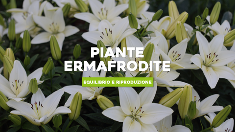 Piante Ermafrodite: Esplora la Complessità della Riproduzione